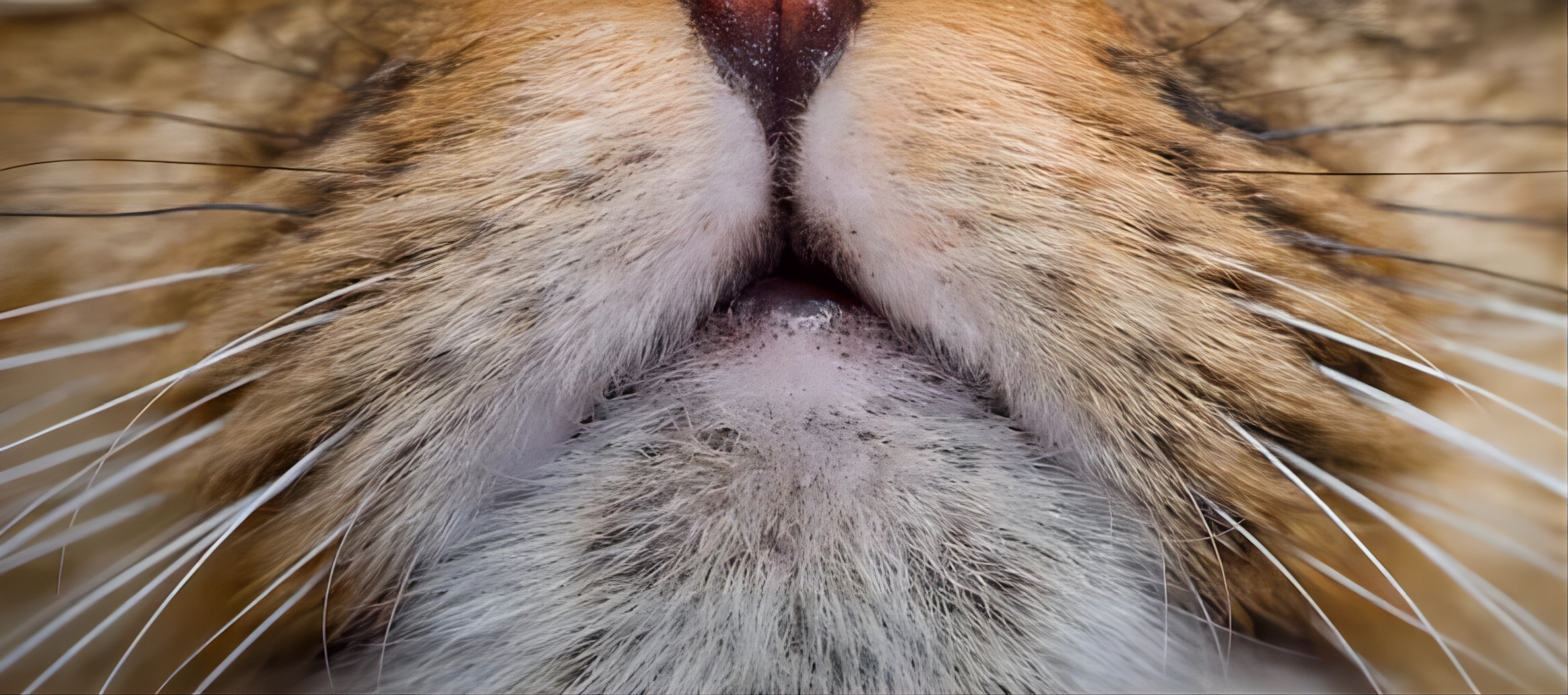 cat-whisker-close-up-1-1024x683 cat-whisker-close-up-1-1024x683