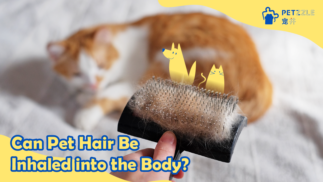 Can Pet Hair Be Inhaled into the Body?