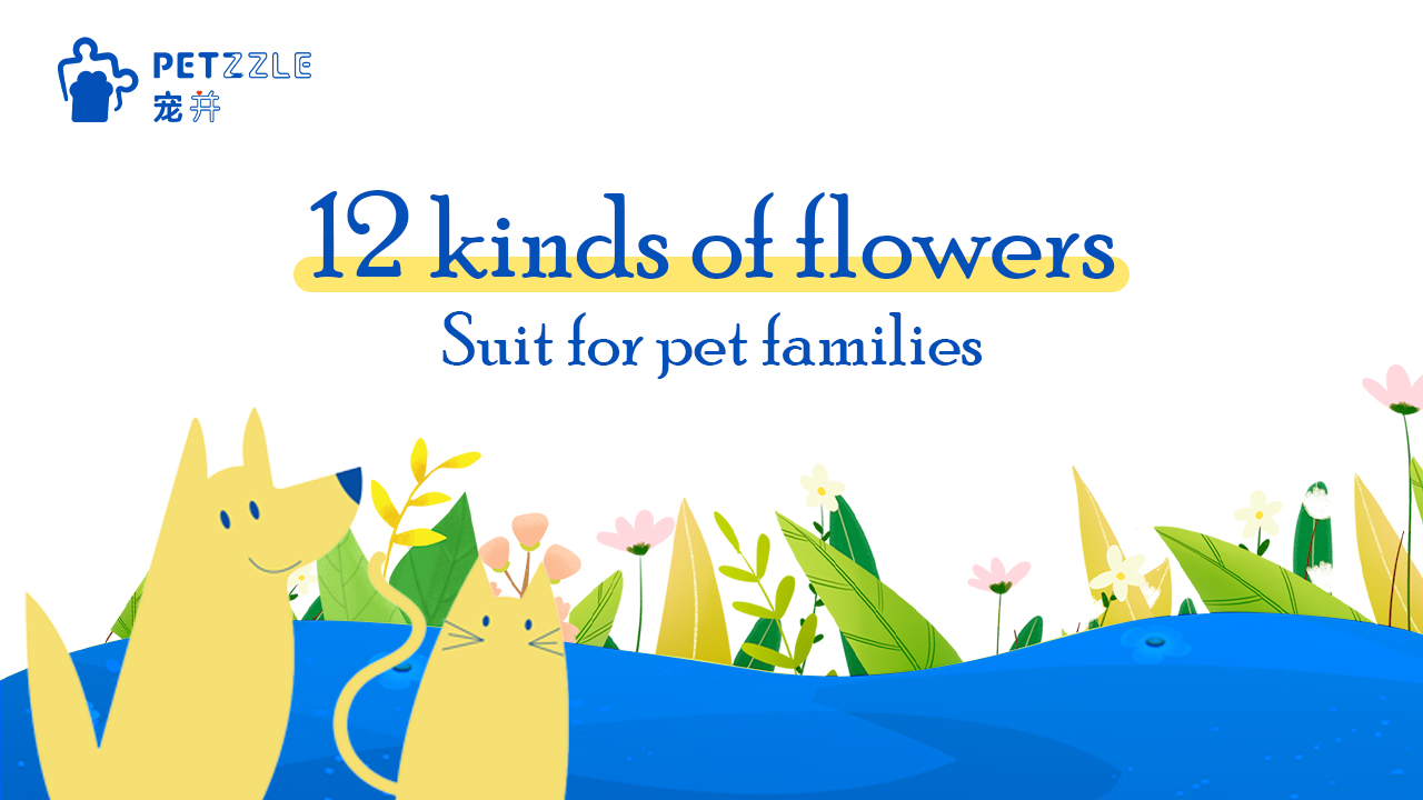12 kinds of flowers for families with pets (Later)