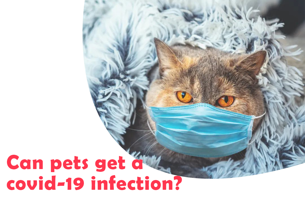 Can pets get a COVID-19 infection?