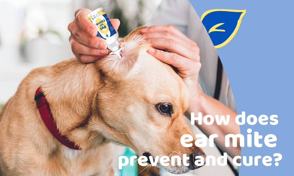 How does ear mite prevent and cure? FENGLE International Trade Co., Ltd.
