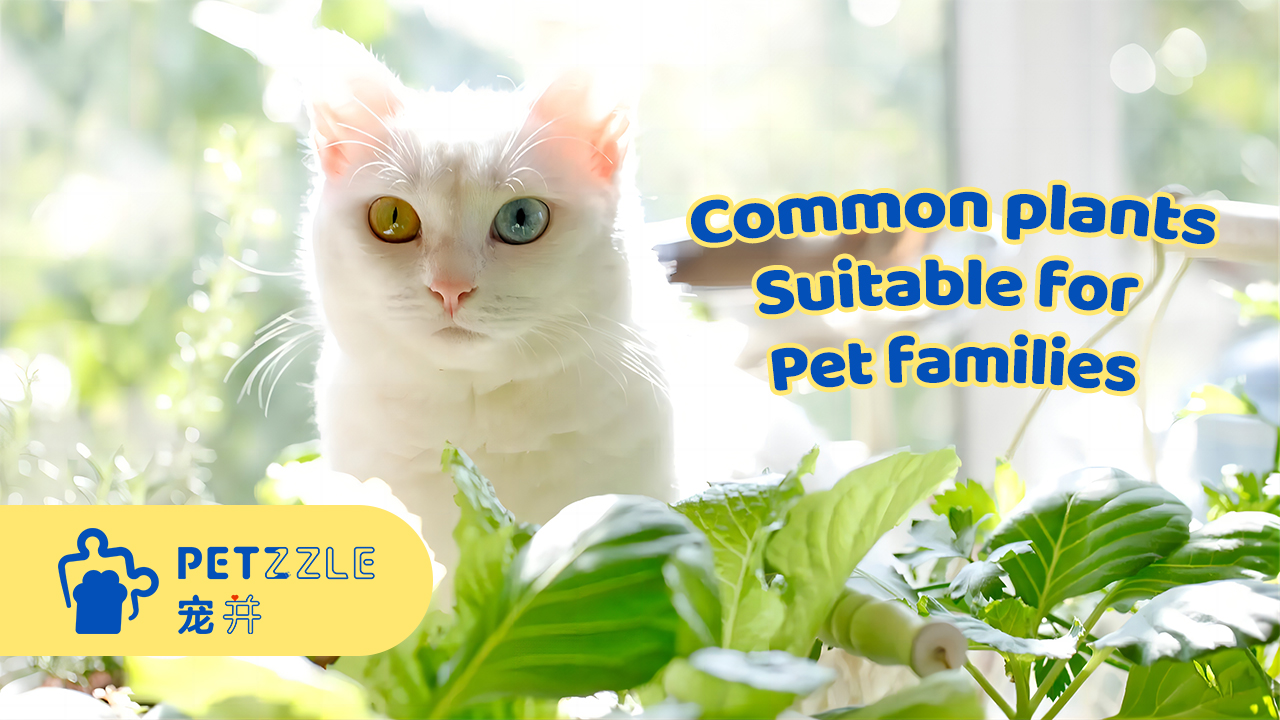 Common plants suitable for pet families