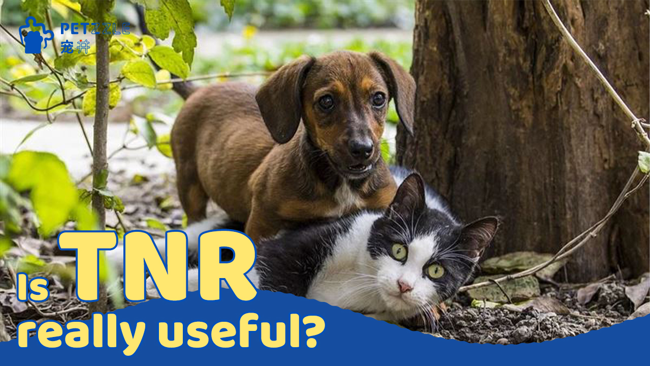 Can TNR control the number of stray cats?