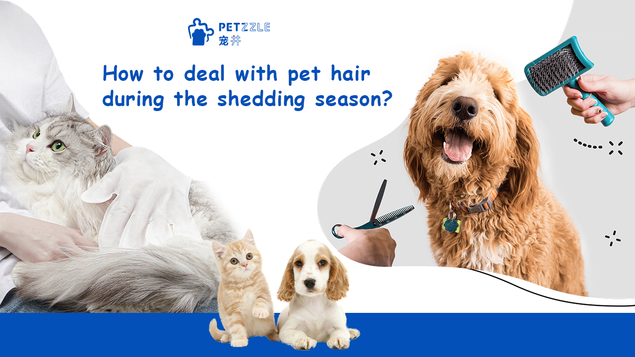 How to deal with pet hair during the shedding season?