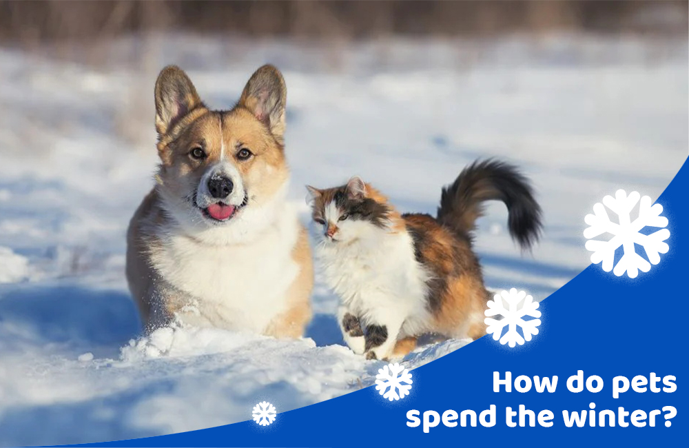 How do pets spend the winter?