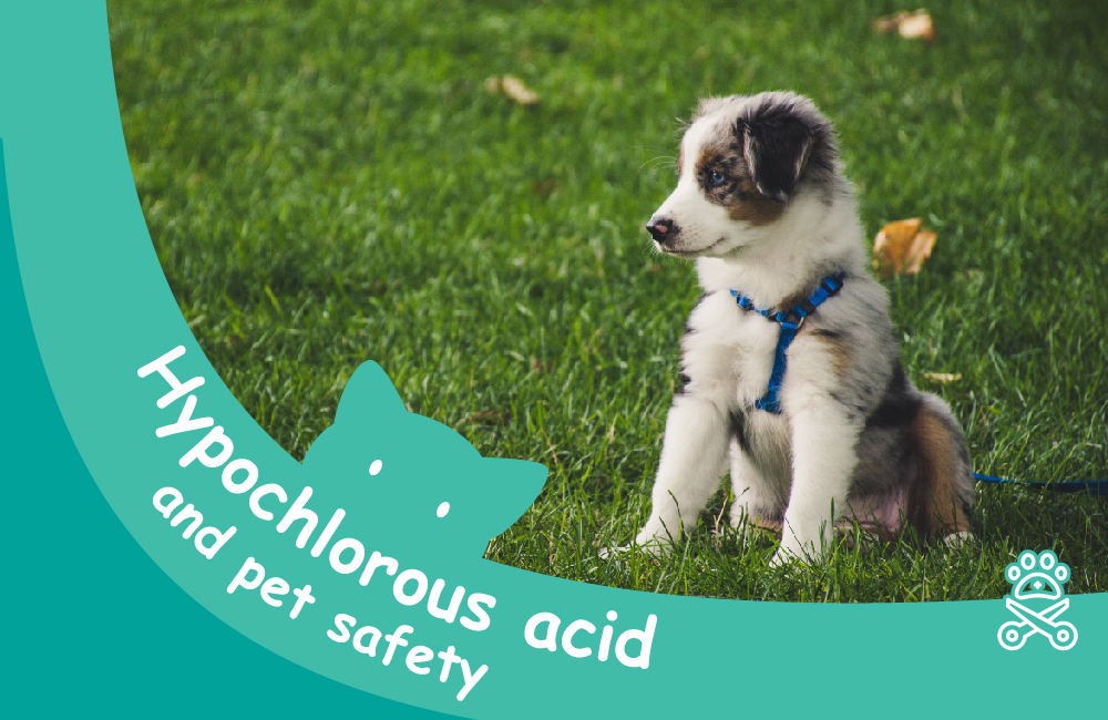 Hypochlorous acid is the best disinfectant for pets