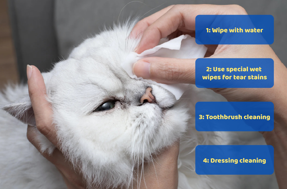 Why do cats have tear stains? How to properly treat and prevent tear ...